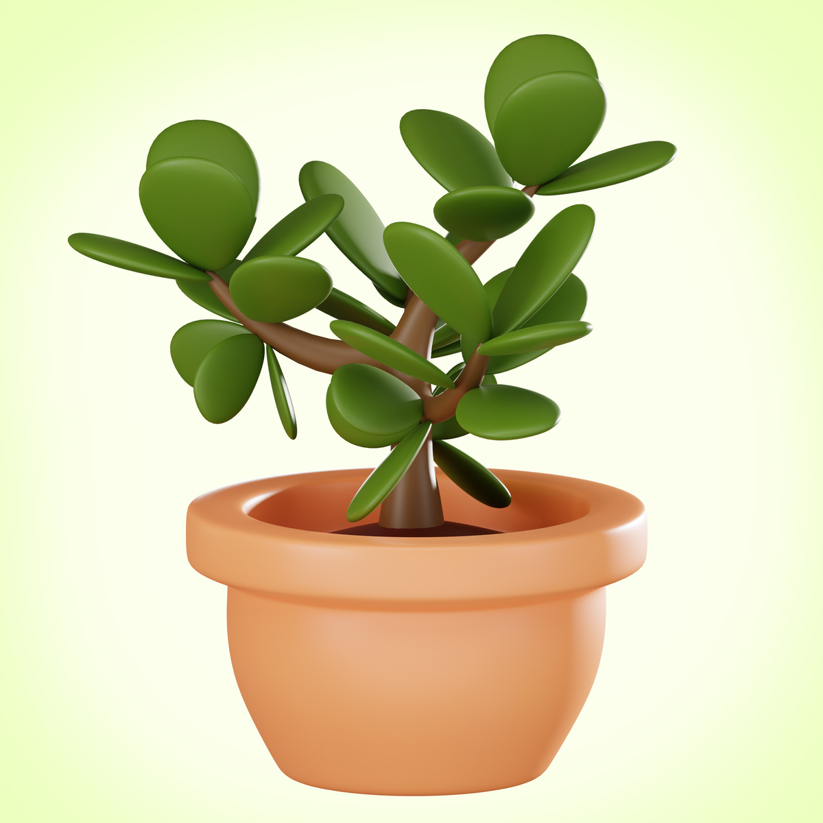 玉树冬日养护秘籍:避开三大"雷区",守护翠绿生机