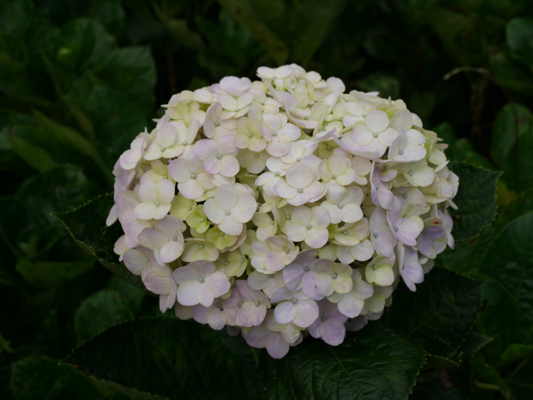 绣球原名"八仙花",人们见此花长得像绣球,又称之为"绣球花"