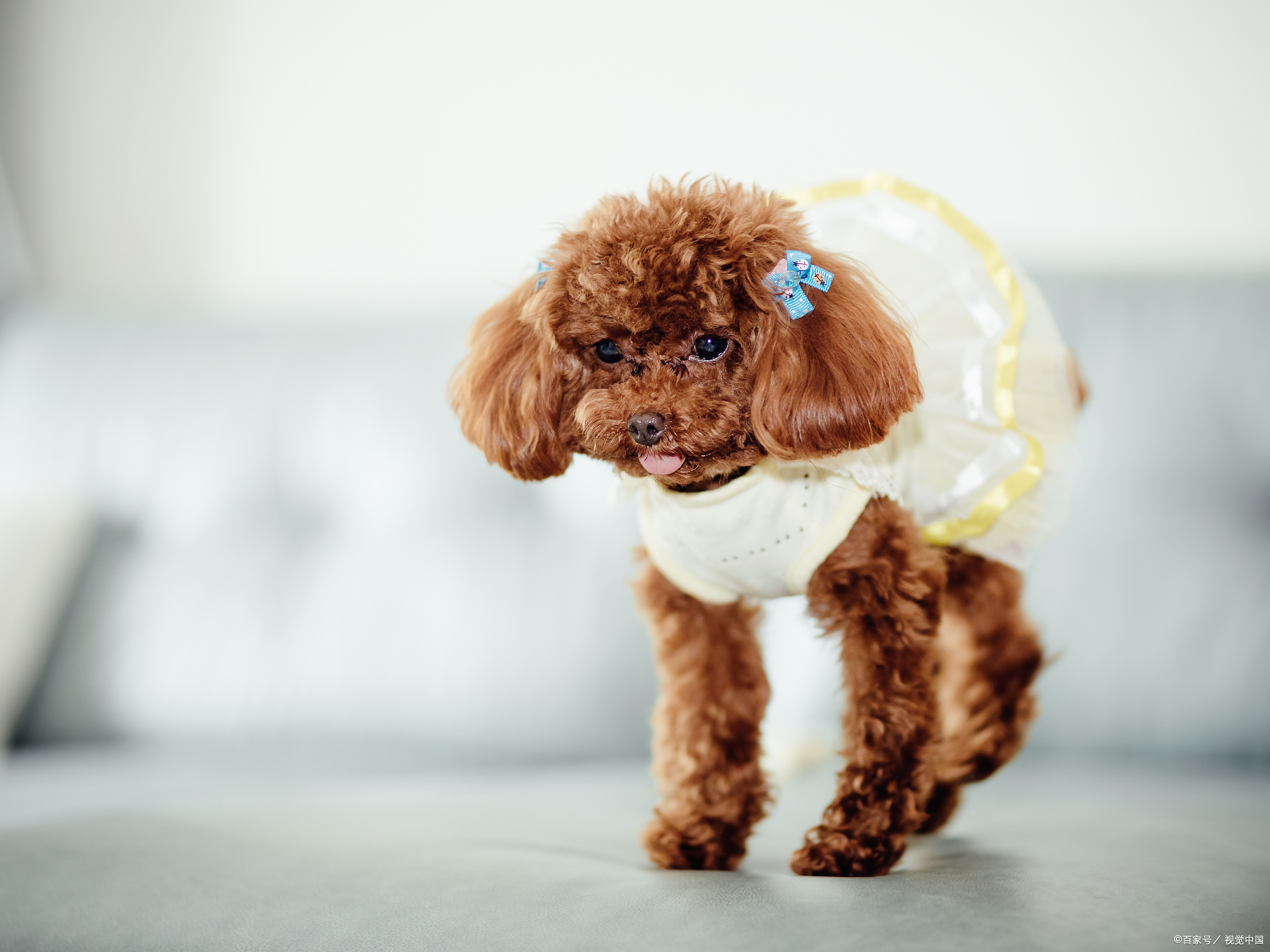 泰迪狗狗怎么训练才能听话