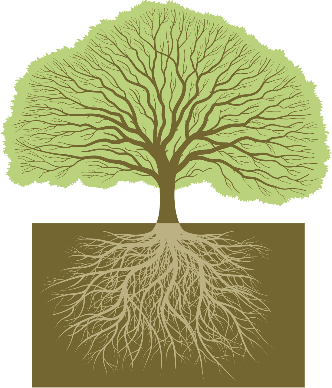 植物小知识(25)植物的根系能够保持水土 植物的根具有特别庞大的分枝