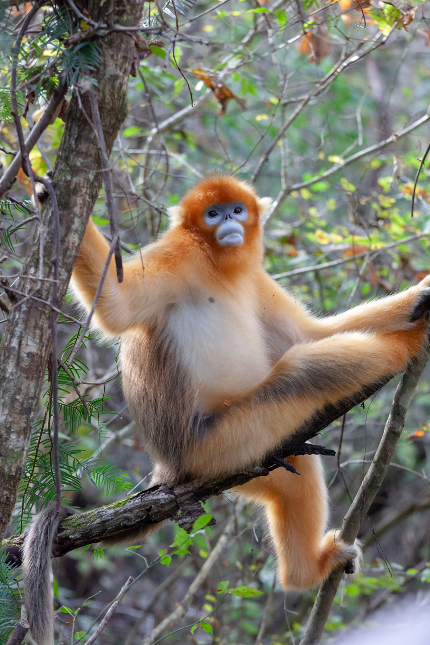中国特有动物如大熊猫,金丝猴,朱鹮和扬子鳄,不仅是自然环境的代表,也