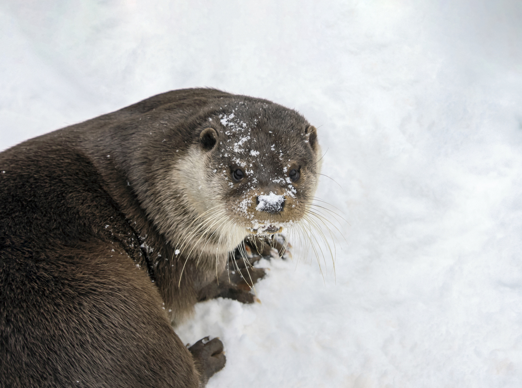 水獭是水生哺乳动物,适应各种水域环境,包括溪流,湖泊,水库,海岸线