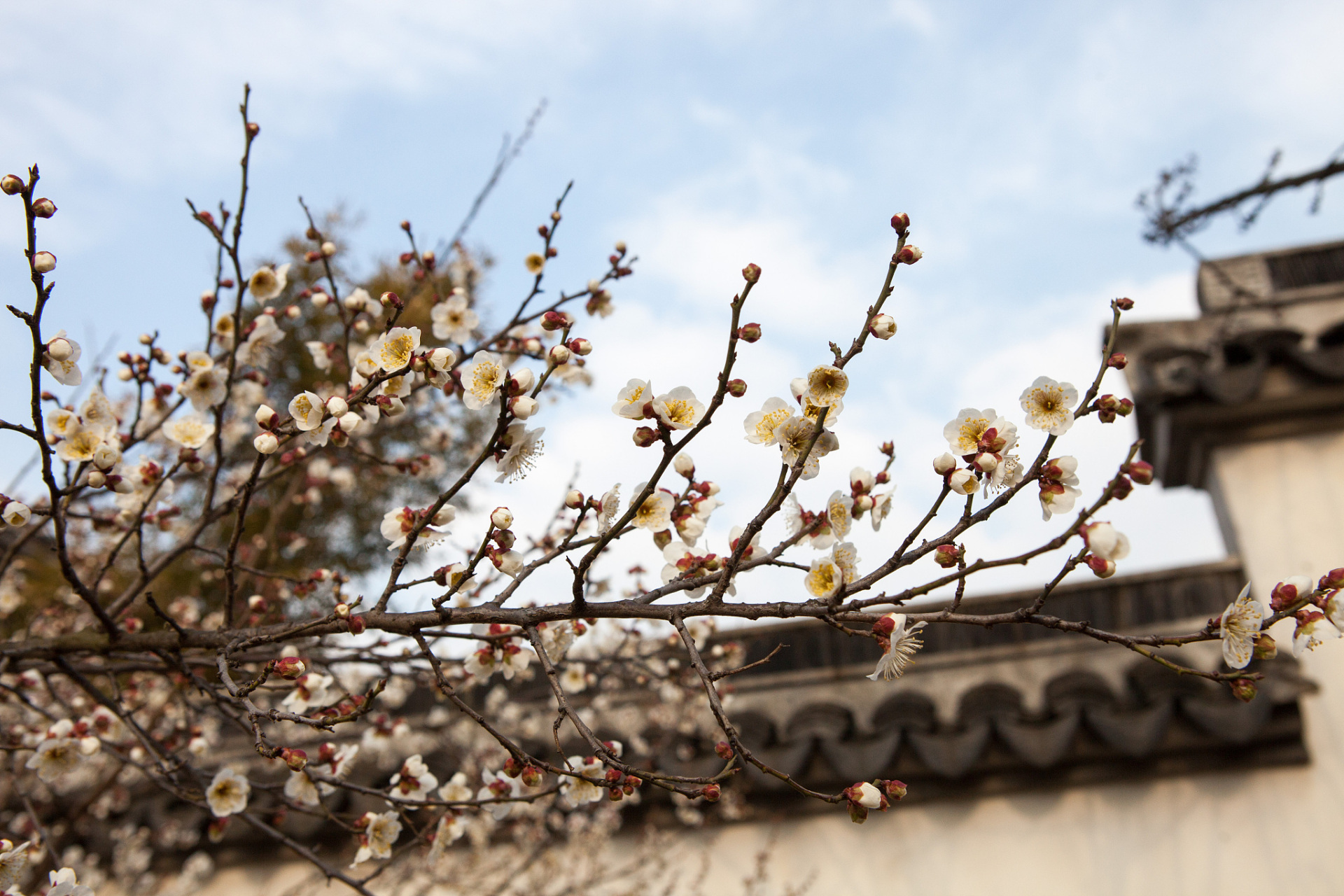 冬至将至,孤山梅花正开放,如海的花海在雪的映衬下更显绚烂多彩.