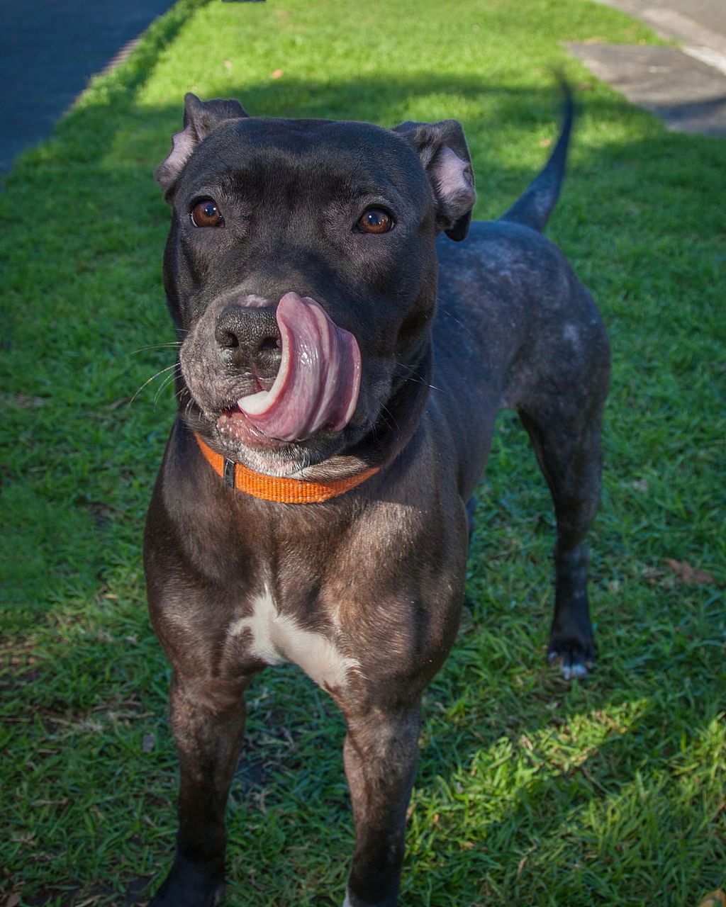 巴吉度犬是一种历史悠久,友好欢乐的猎犬,以其独特身体结构,短四肢,长