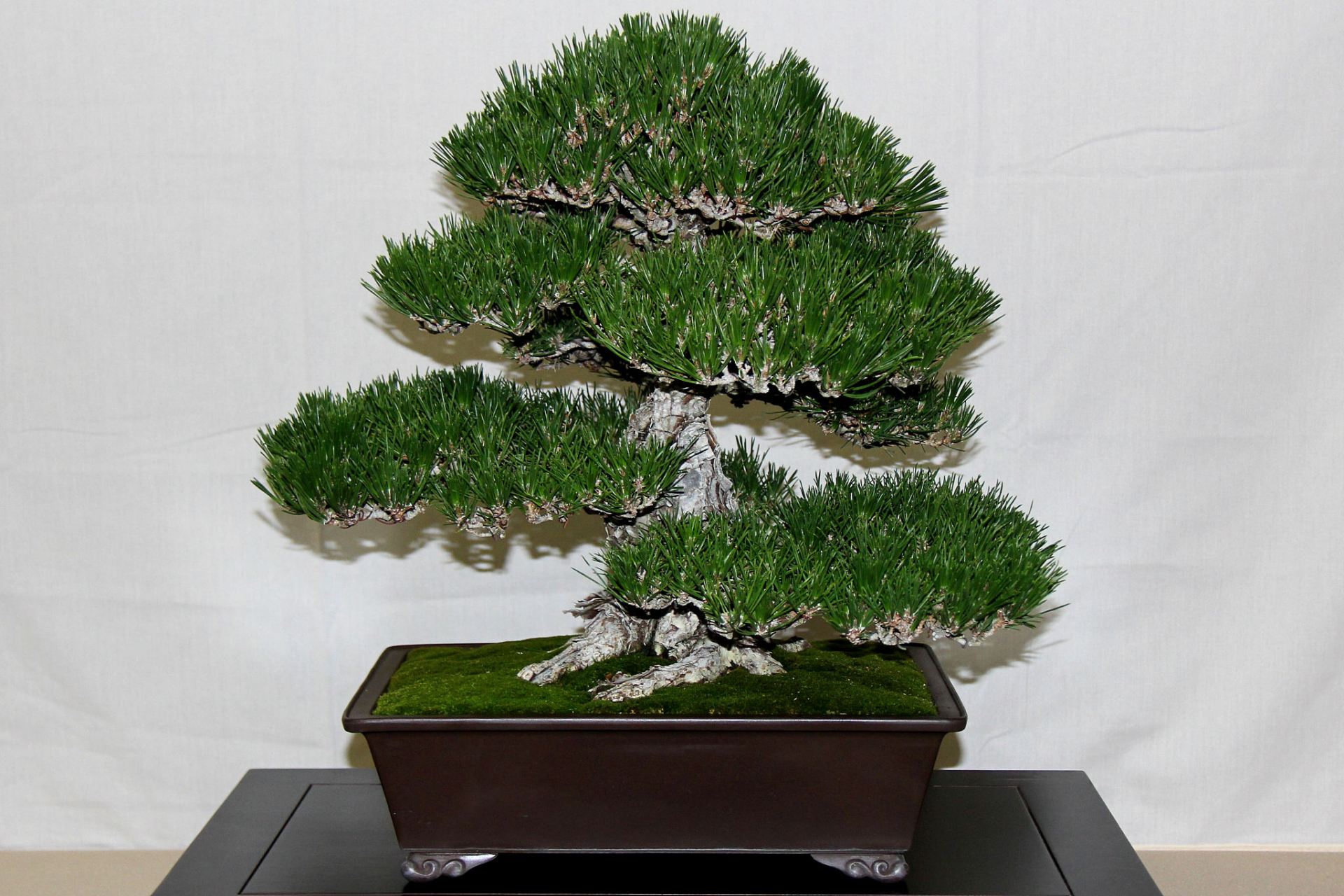 马尾松四季苍翠,傲然独立,潇洒俊逸,是制作盆景的良好材料,又称"山松"