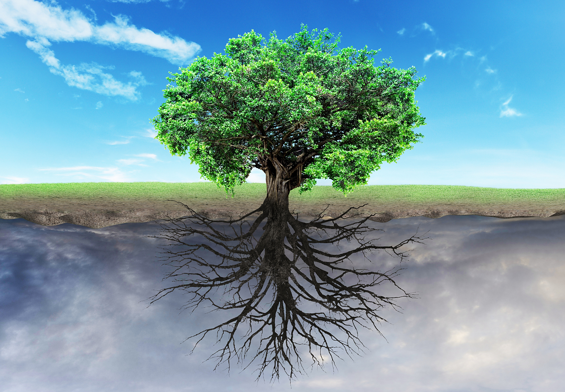 反观人,一出生似乎便没有了根,生命之花日渐暗淡,枯萎.