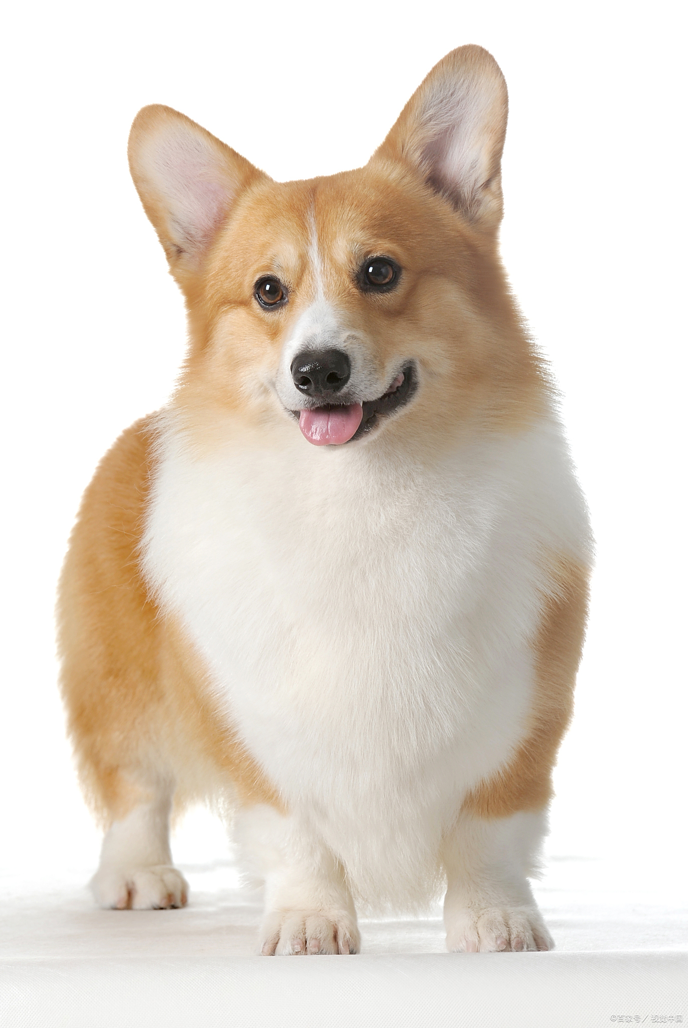 柯基犬的饲养方法