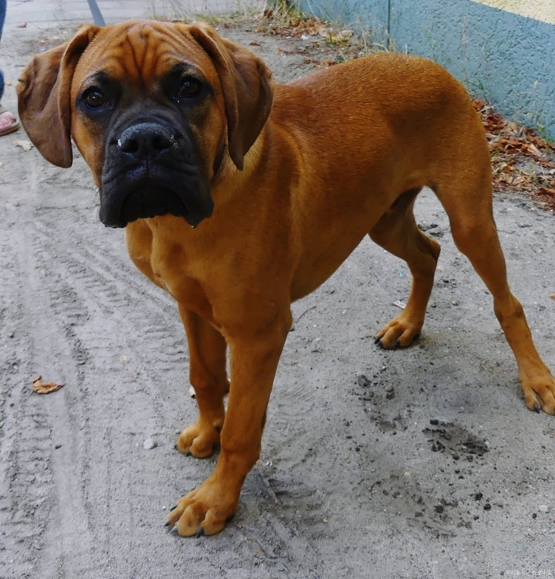 比特犬是一种非常特殊的工作犬,其.@理想宠物的动态