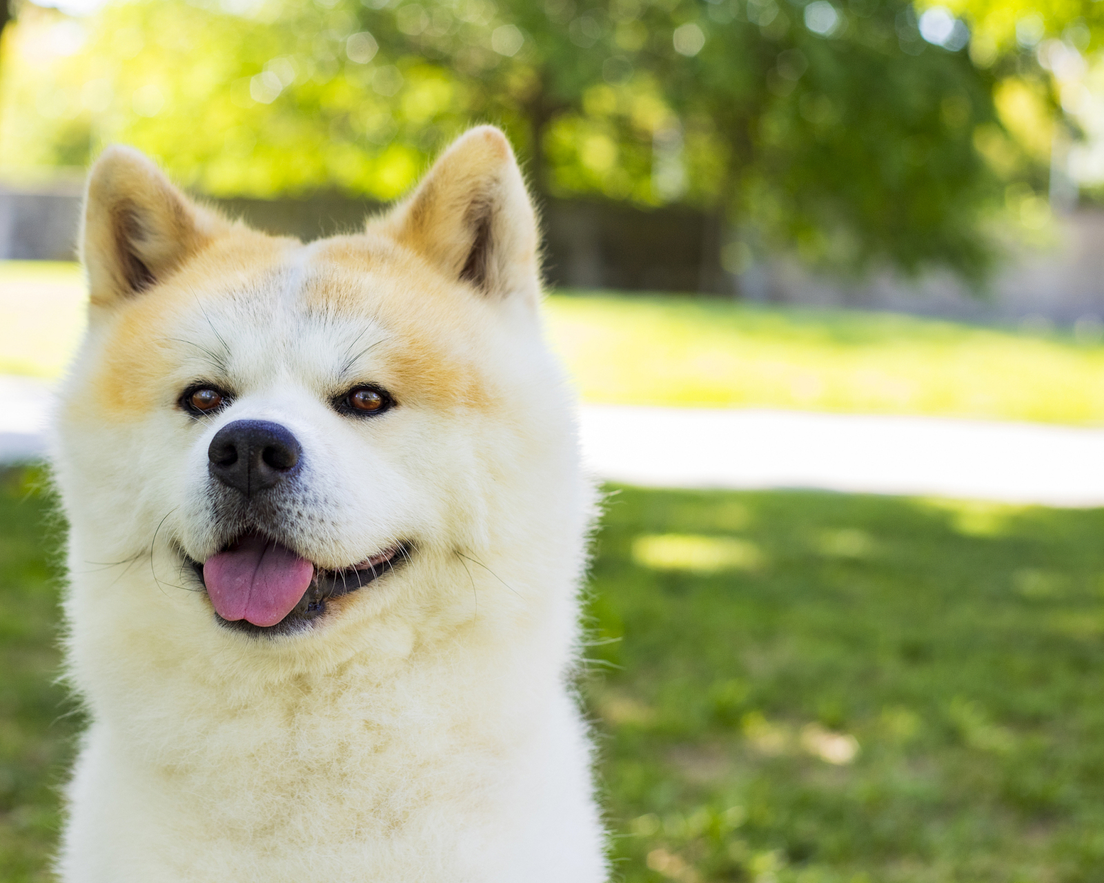 日本秋田犬价格 寿命图片