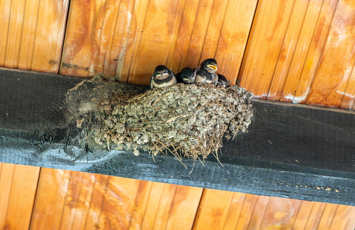 燕子窝里住小鸟是什么意思