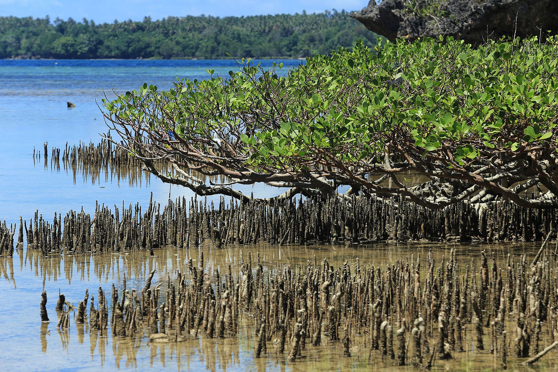 🌳穿越时光的绿色迷宫:马当红树林保护区探秘记🏞