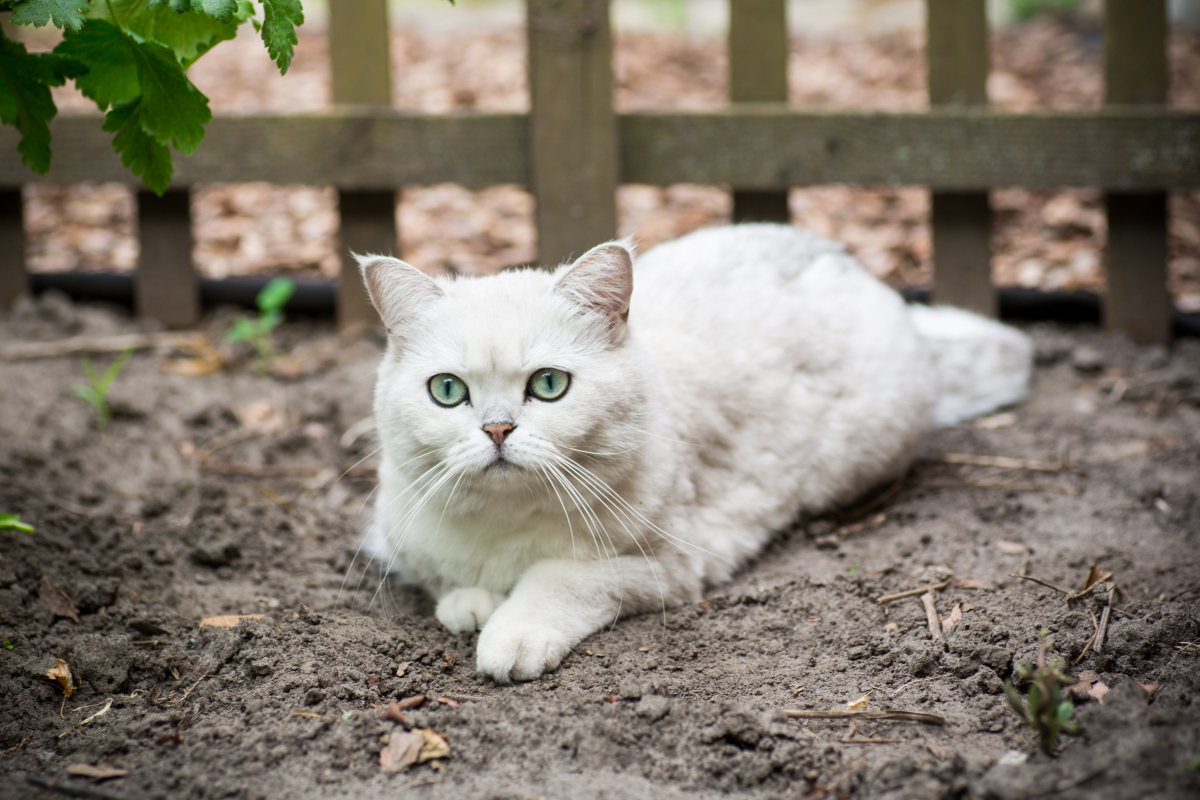 银渐层猫咪选择大揭秘 公的好还是母的好?