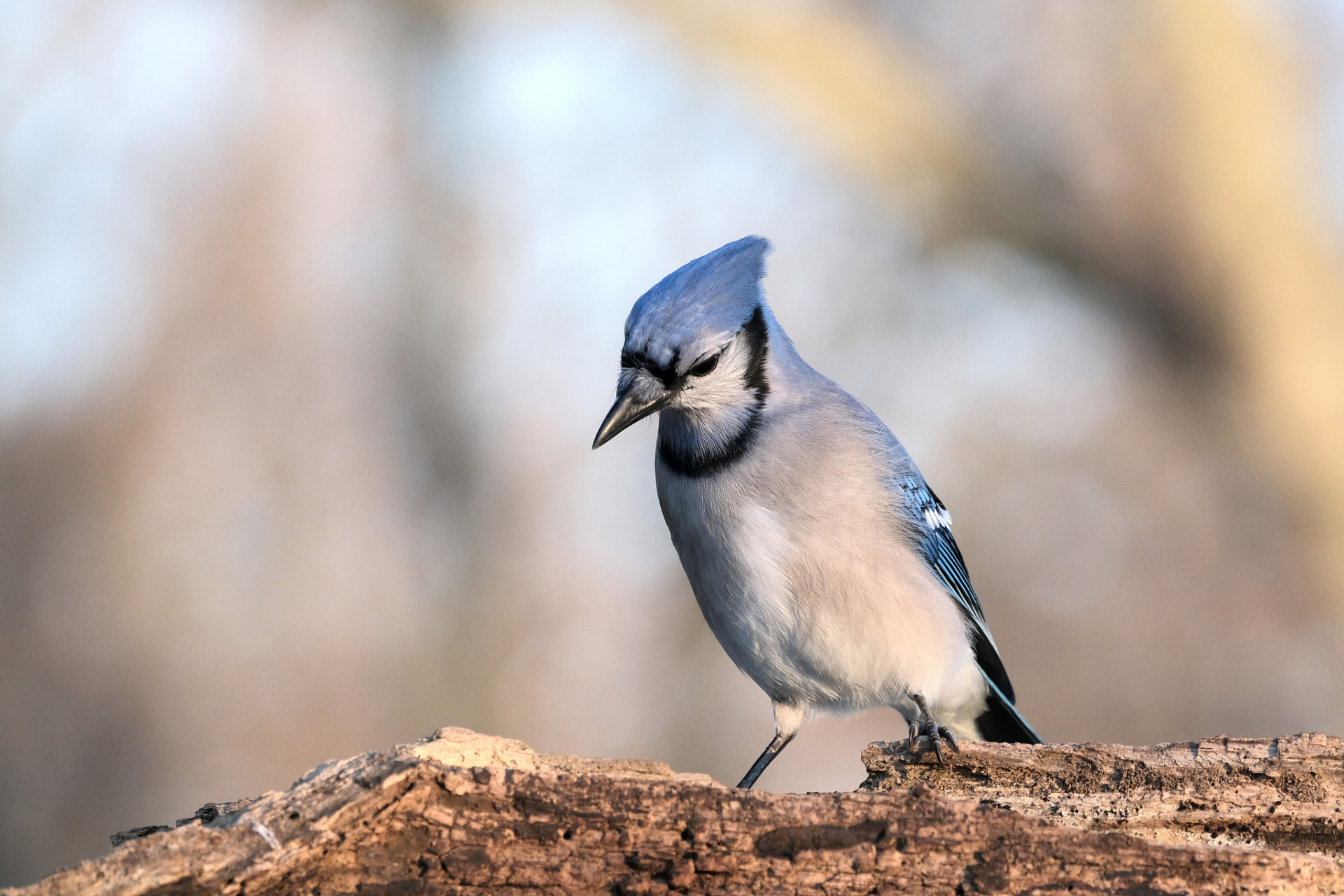 伯劳鸟主要捕食昆虫,如蝗虫,蝇类等,也会捕食小型哺乳动物如老鼠等
