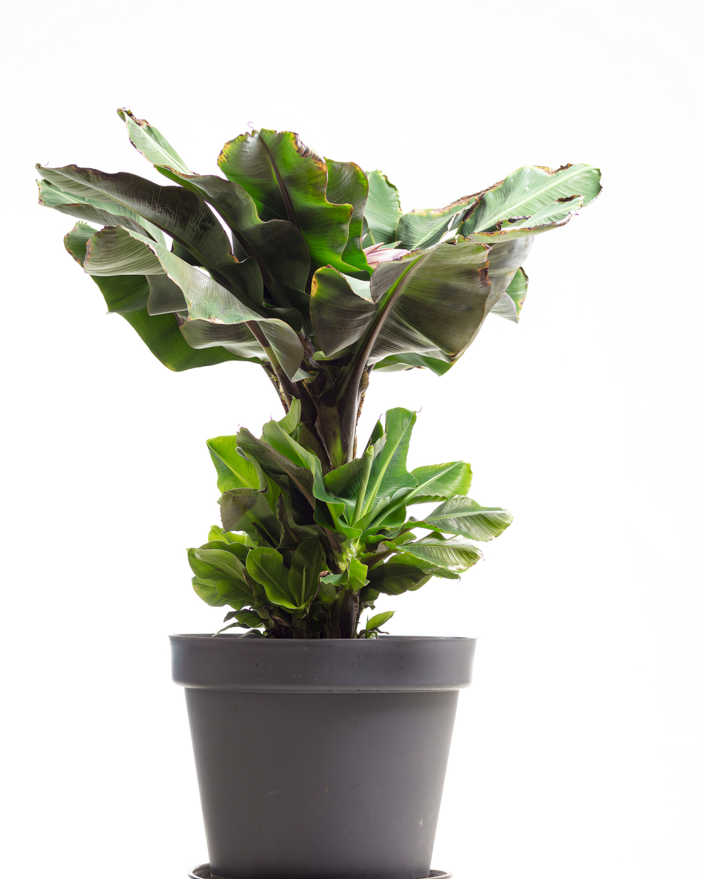 翡翠皇后植物养殖方法  97培养土:  翡翠皇后植物需要一种丰富的