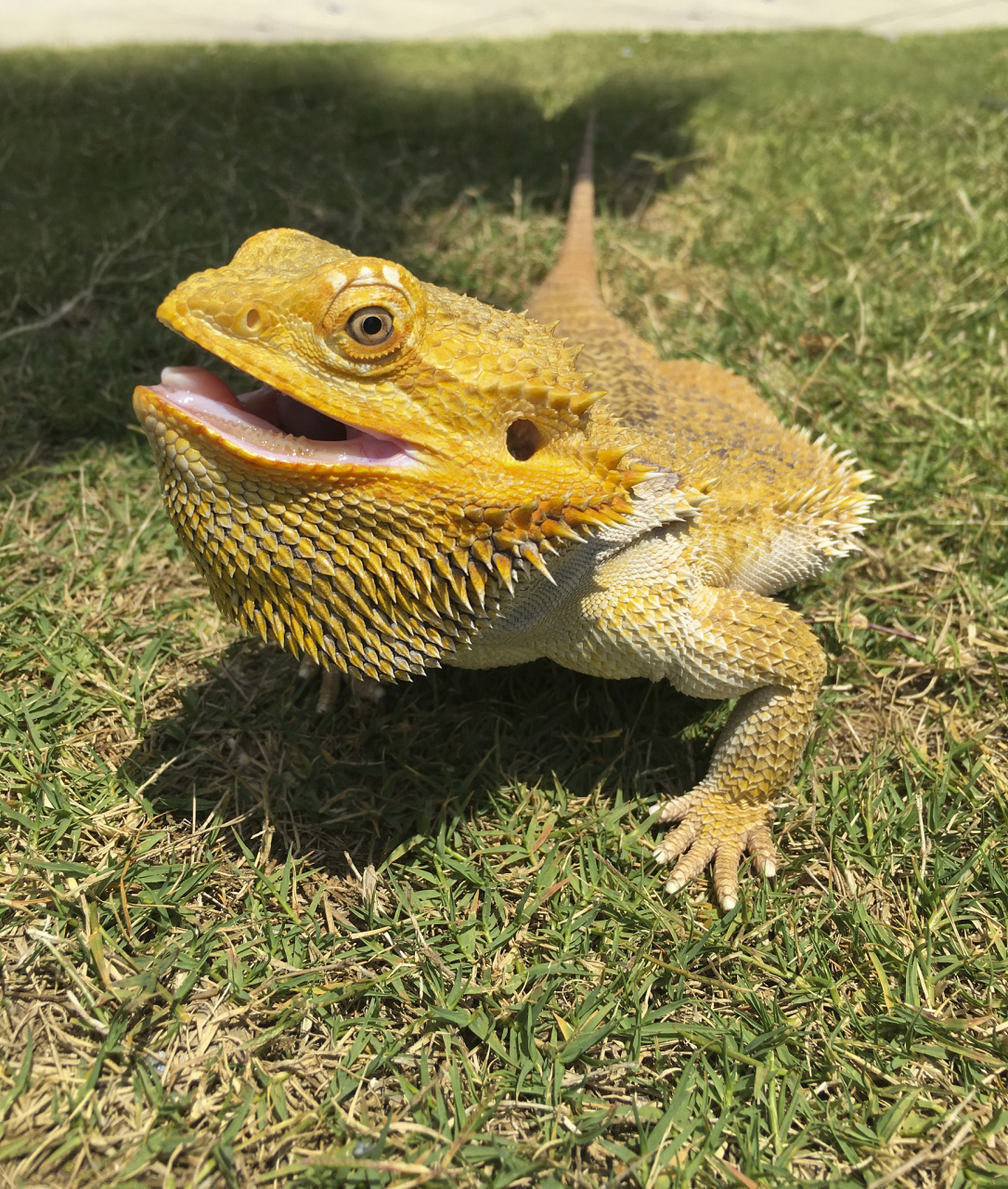 云南西双版纳勐龙镇小街边境派出所接到报警称家中来了一条大蜥蜴