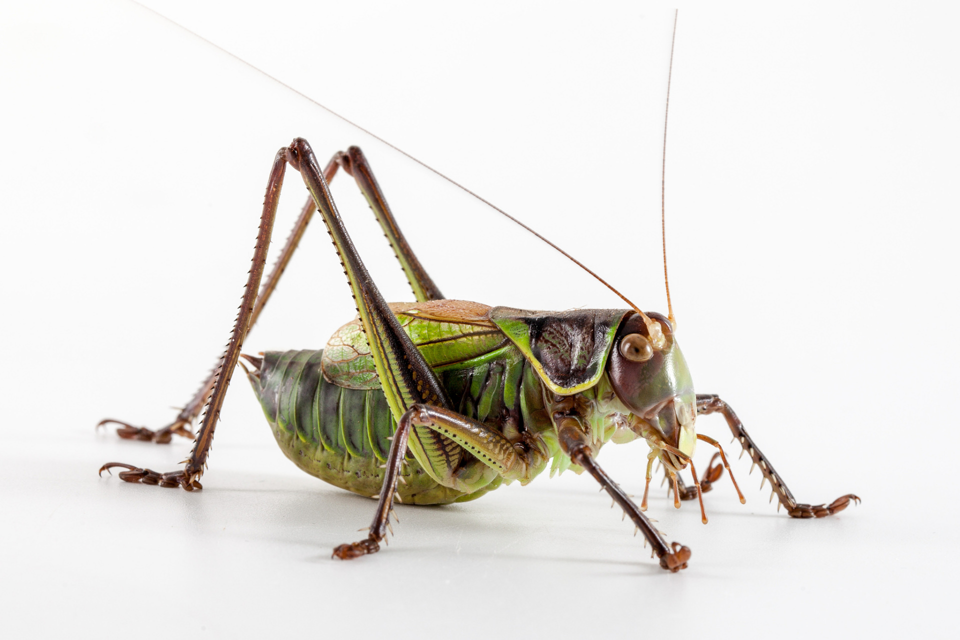 蝈蝈是一年生昆虫类动物,当它完成了整个生命过程后,也就走到了生命