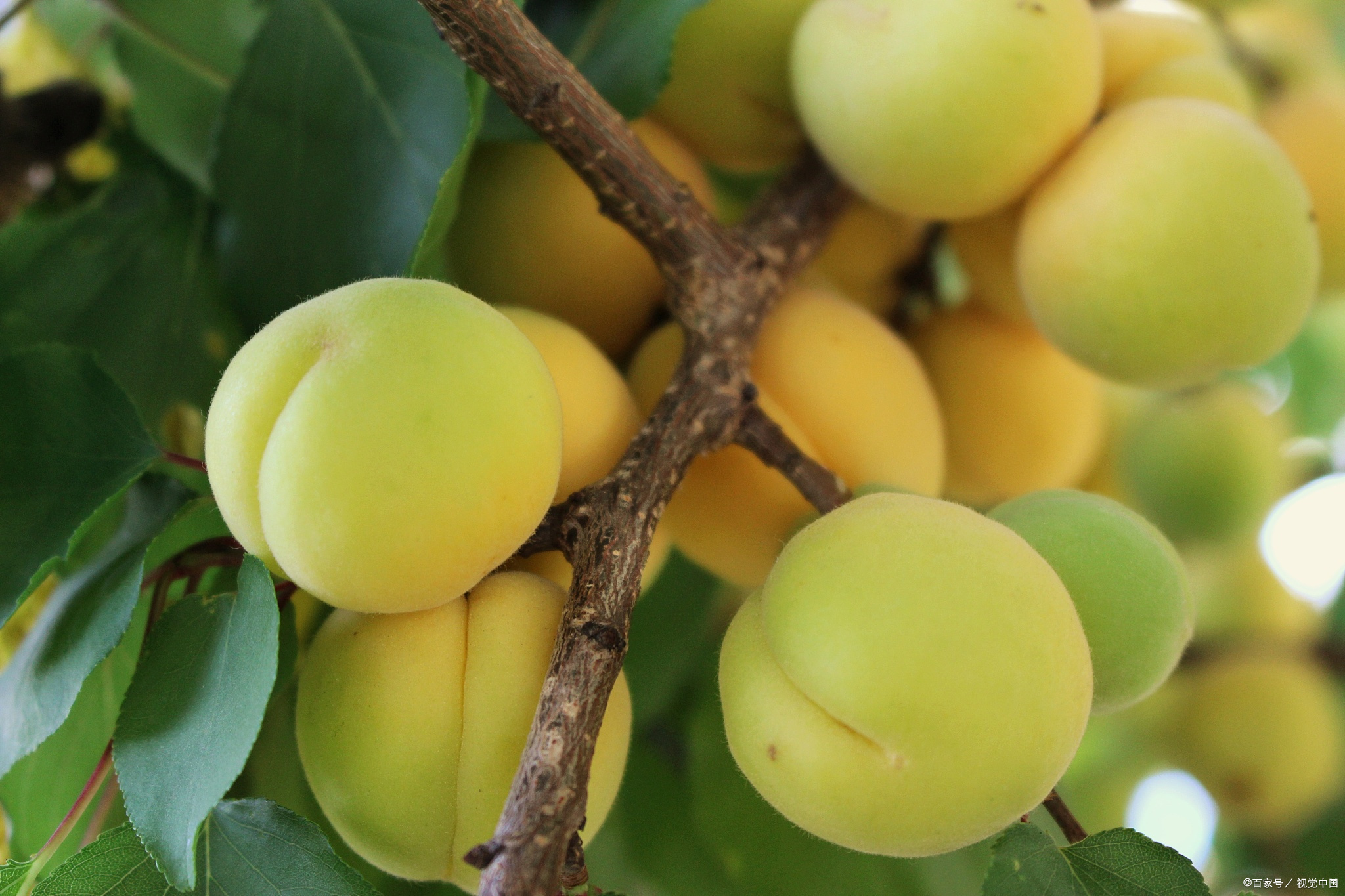 新疆小白杏作为当地特色水果,其成熟期主要集中在每年6月中旬至7月