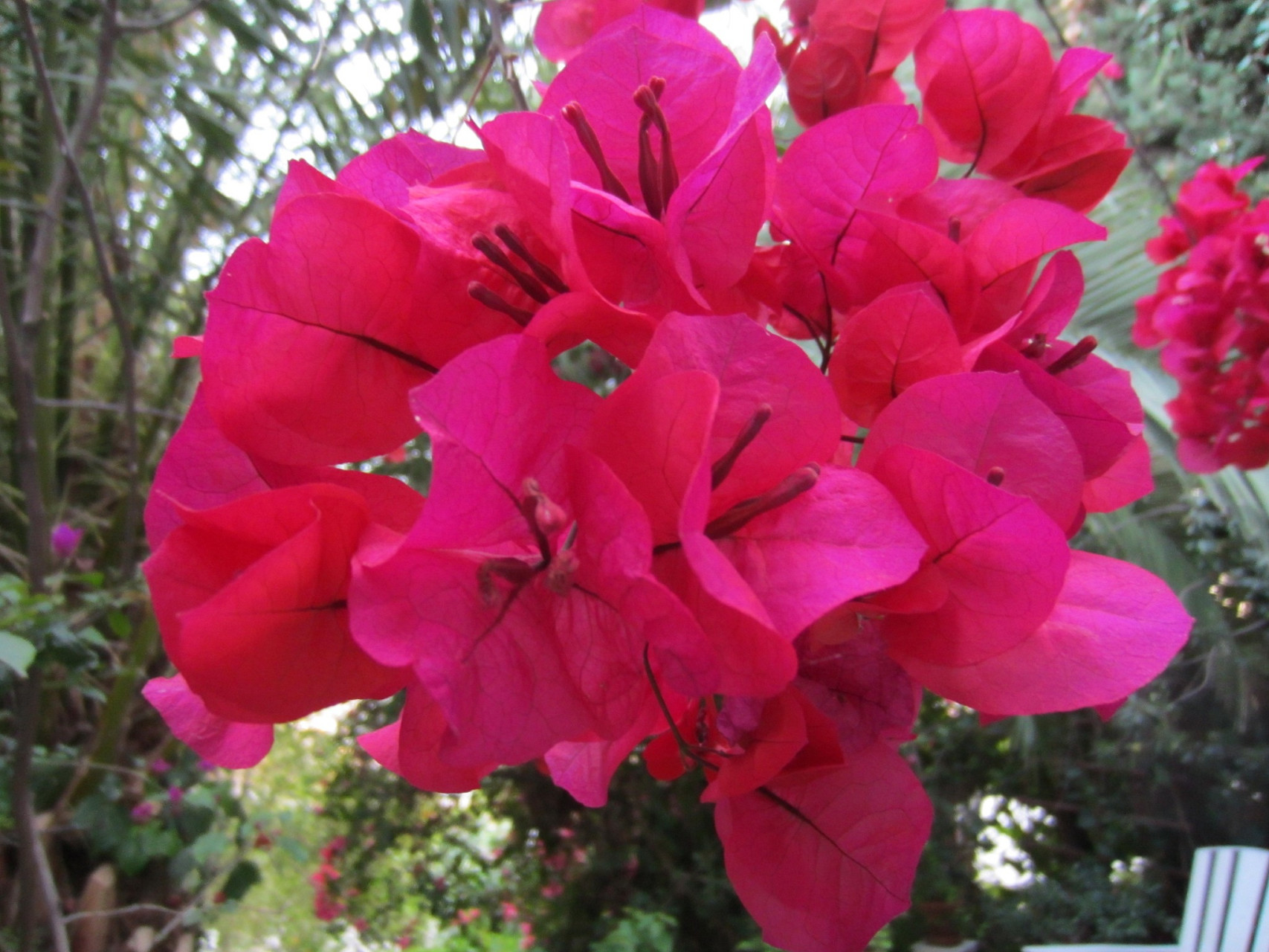 红樱蝶三角梅因其鲜艳的花色和独特的花型备受瞩目.