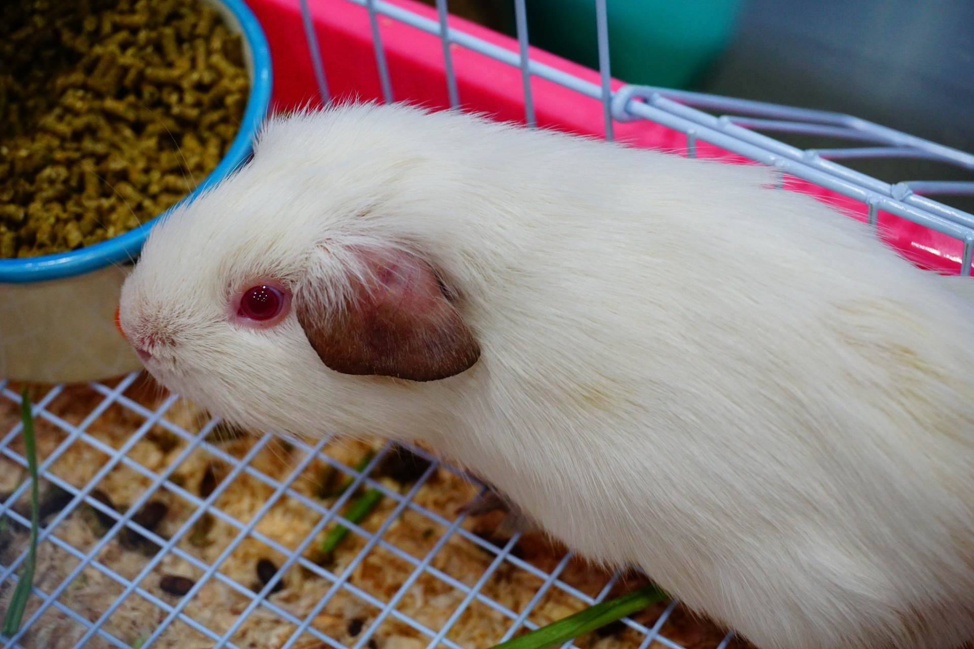 听起来颇具异国风情的名词,实际上是指一种深受人们喜爱的小型宠物猪