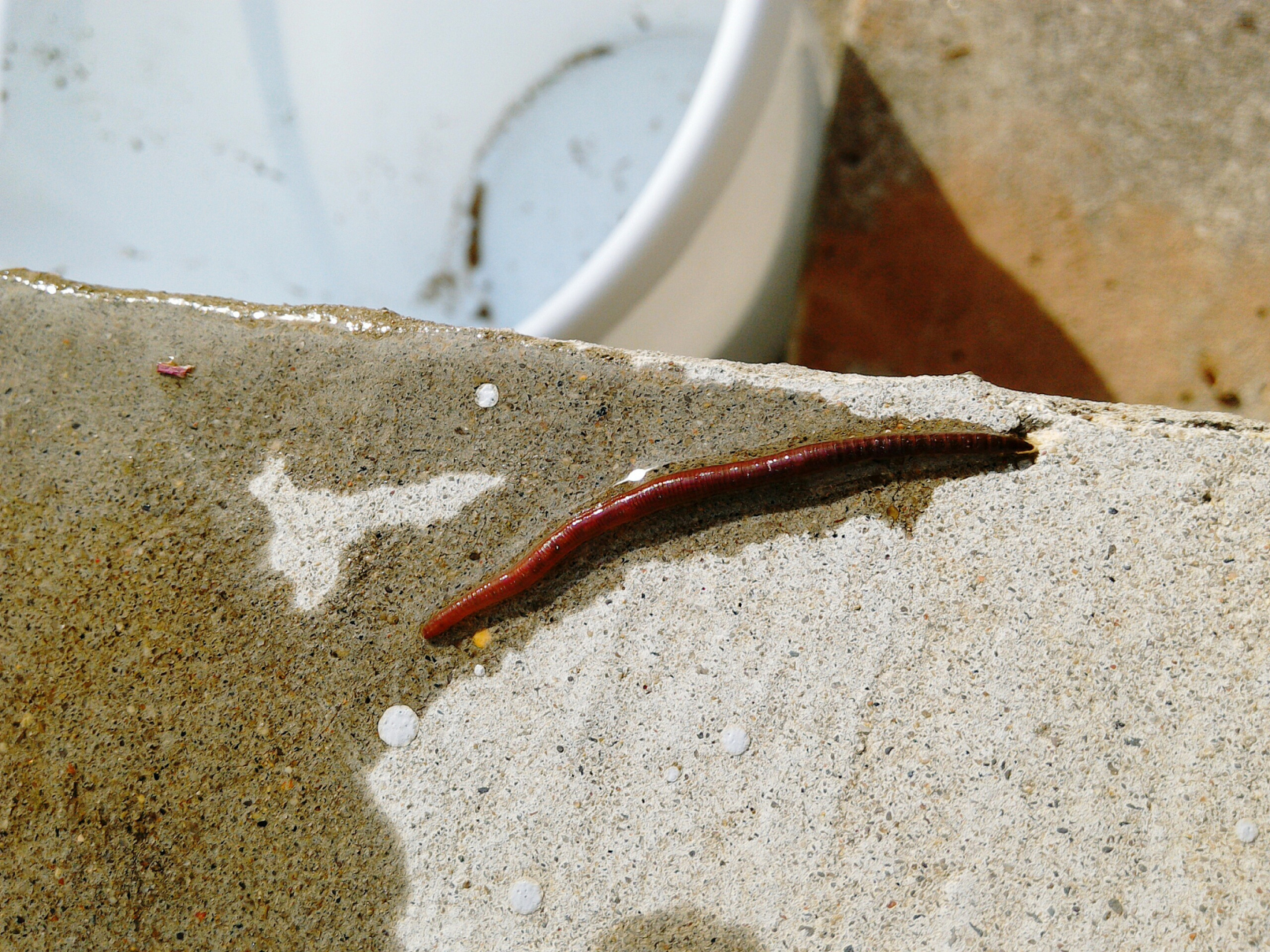 是淡水水域中底栖动物的主要类群之一,世界上已经知道的摇蚊科昆虫约