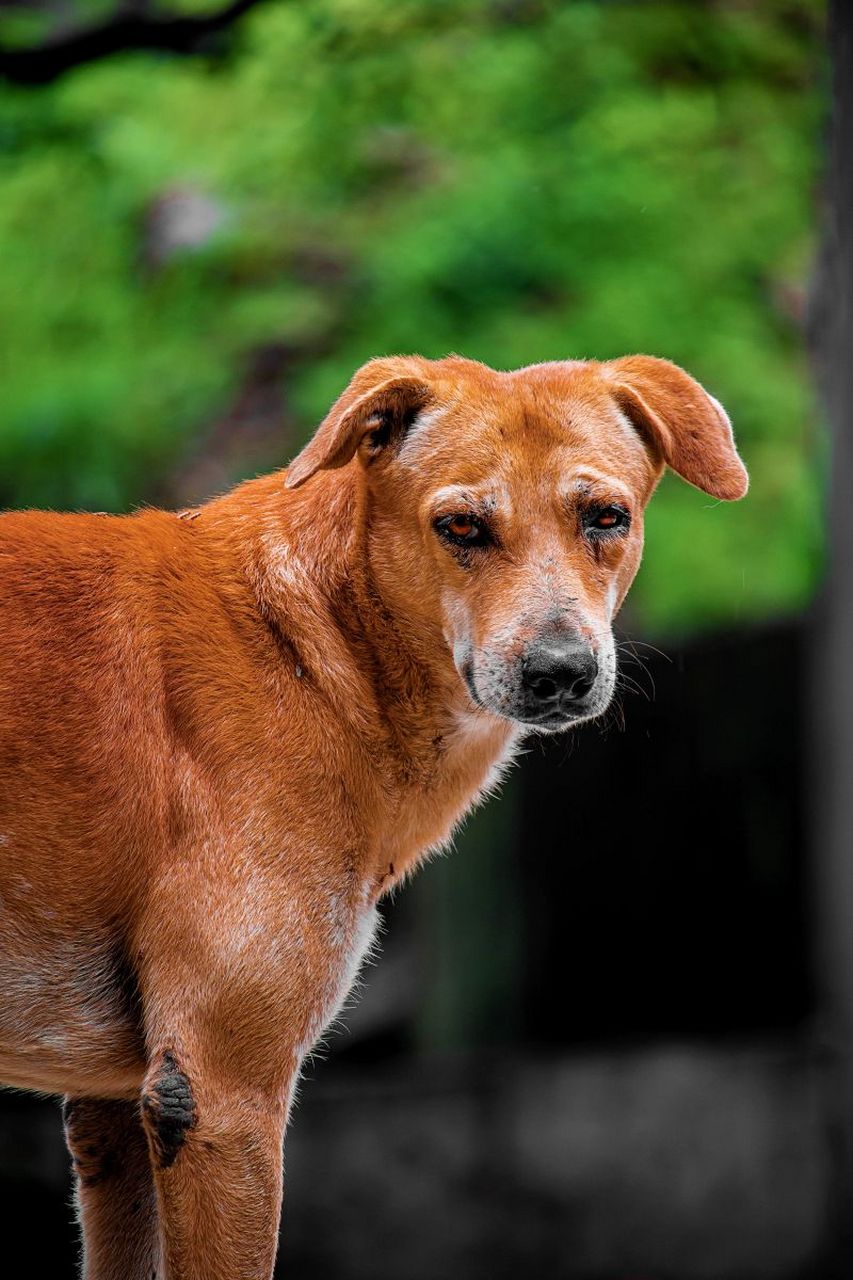 我家以前养了一条大黄狗,它每天清晨都在我奶奶门口等着奶奶醒了,到哪