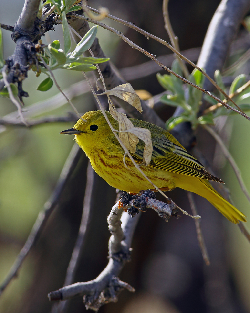 黄眉柳莺,这名字就仿佛在讲述着一段古老的故事,让人不禁想起那片翠绿