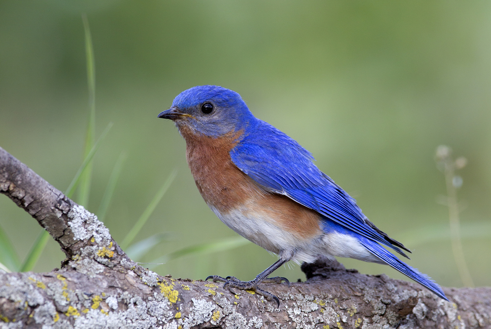 蓝翅八色鸫是一种美丽的鸟类,其翅膀呈现出独特的蓝色光泽,与其他七种