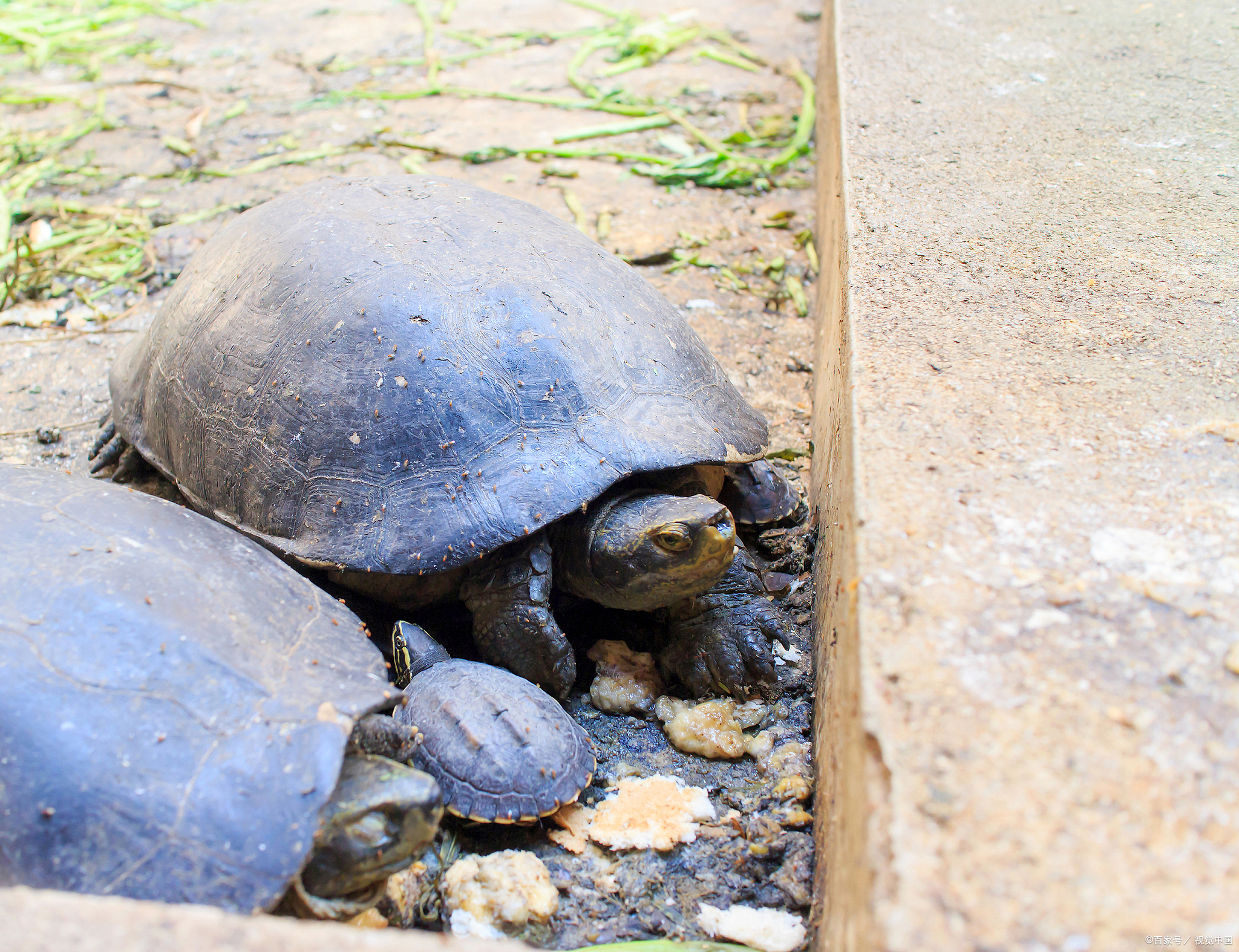 哈雷拉泥龟为什么被称为"泥龟之王"!
