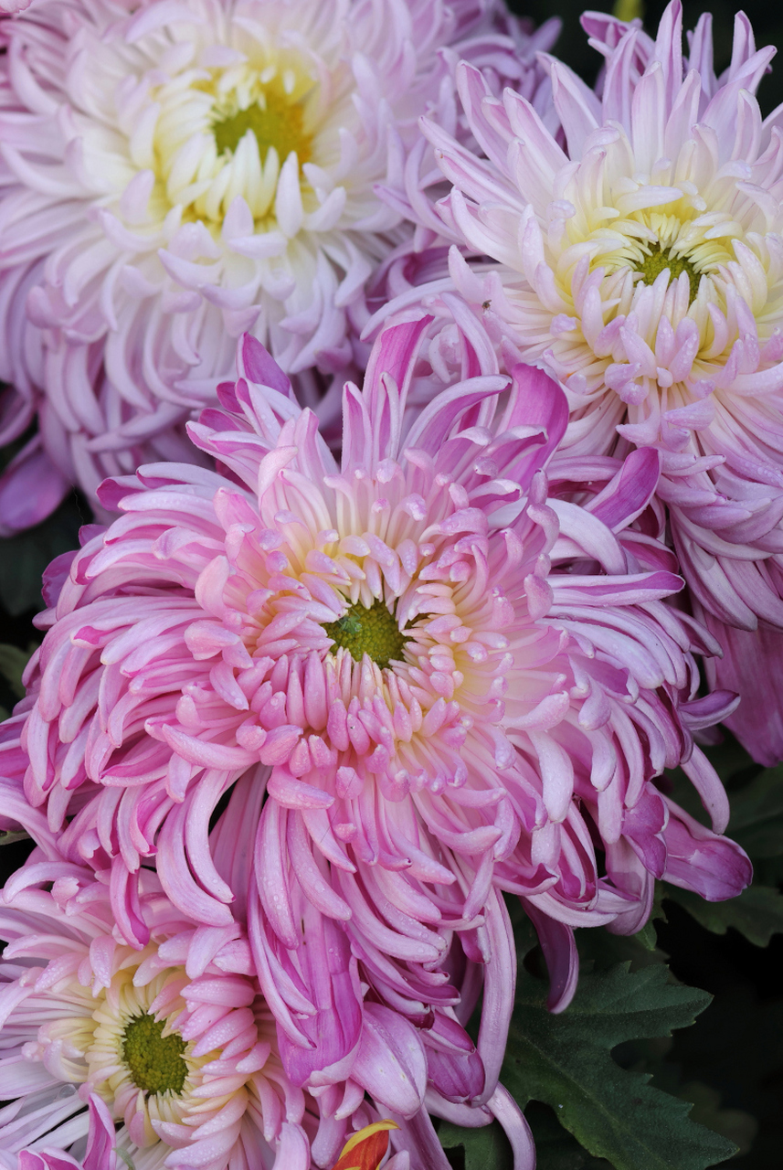 粉红色菊花生长速度较快,为了保持良好的株形和提高观赏价值,需要定期