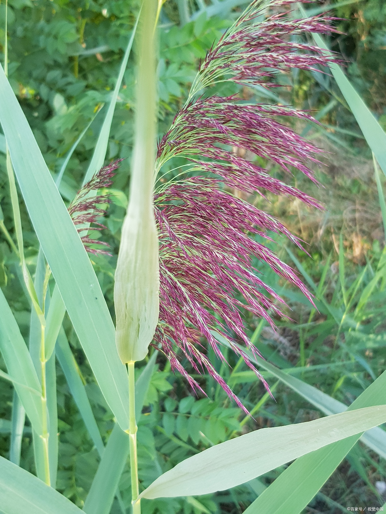 黎芦到底是啥东西