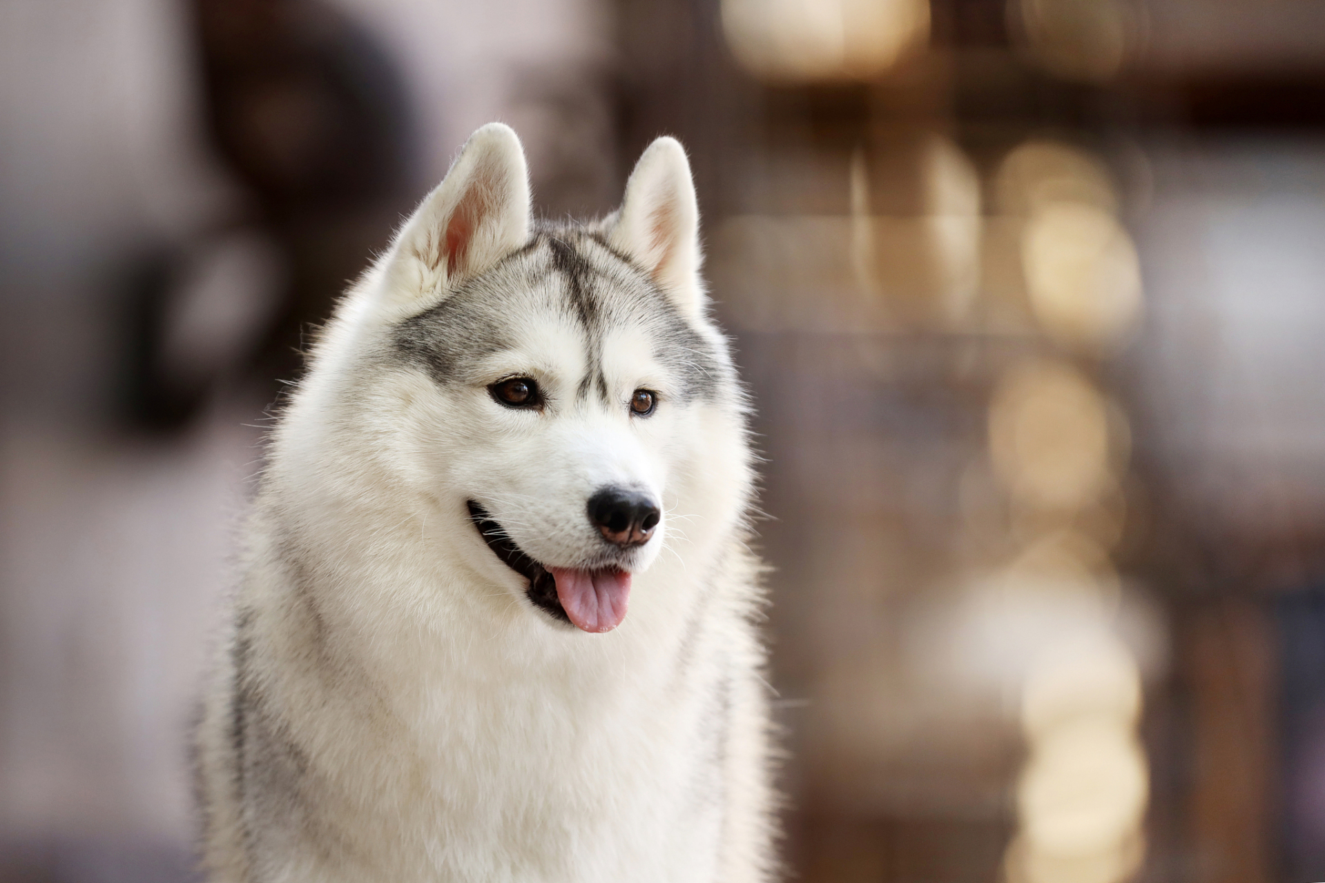 阿拉斯加雪橇犬,原生于冰天冻地的极寒之地.