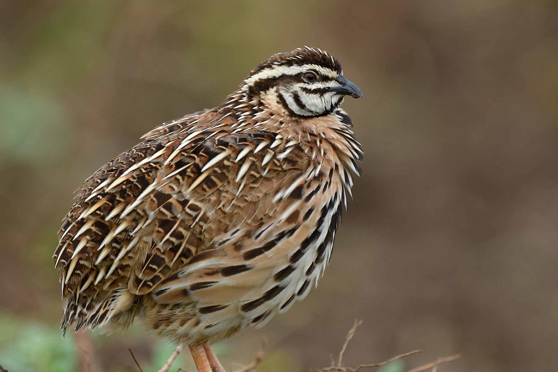 鹌鹑,是鸡形目雉科鹌鹑属鸟类.