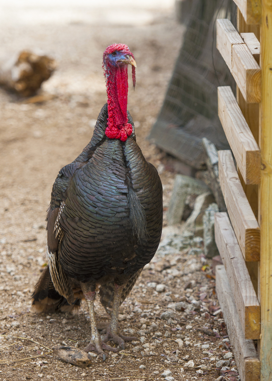 火鸡养殖方法,火鸡肉好吃不?哪里可以买?1.