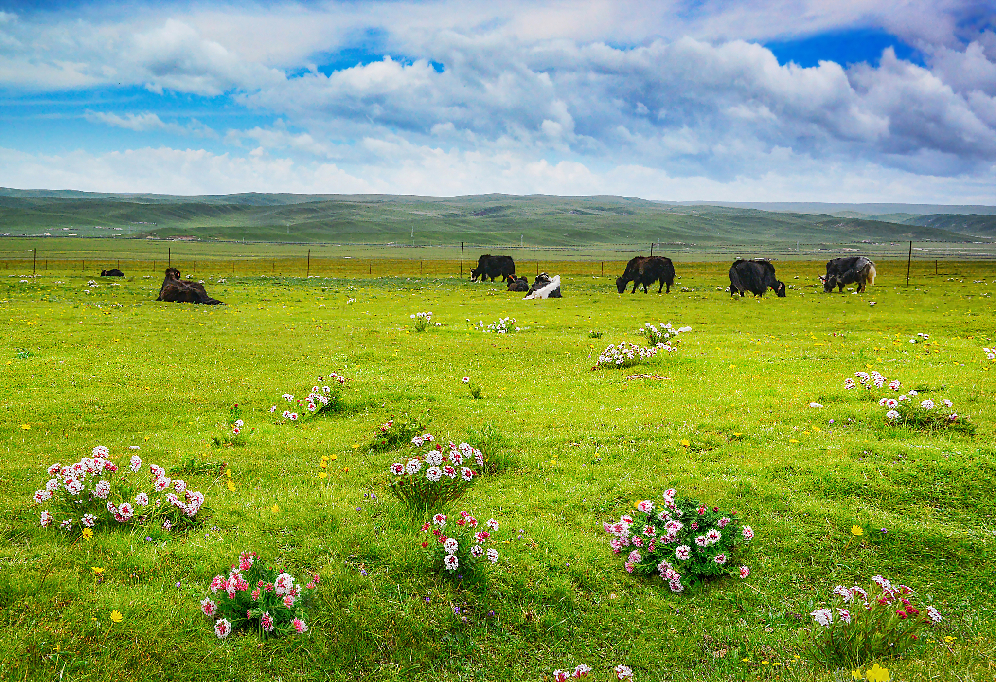 那曲聂荣草原避暑,绿草如茵牛羊成群,心旷神怡!