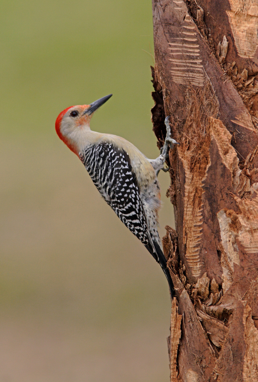 啄木鸟是生活在全球各地的鸟类,以其啄击木头的独特行为而闻名.