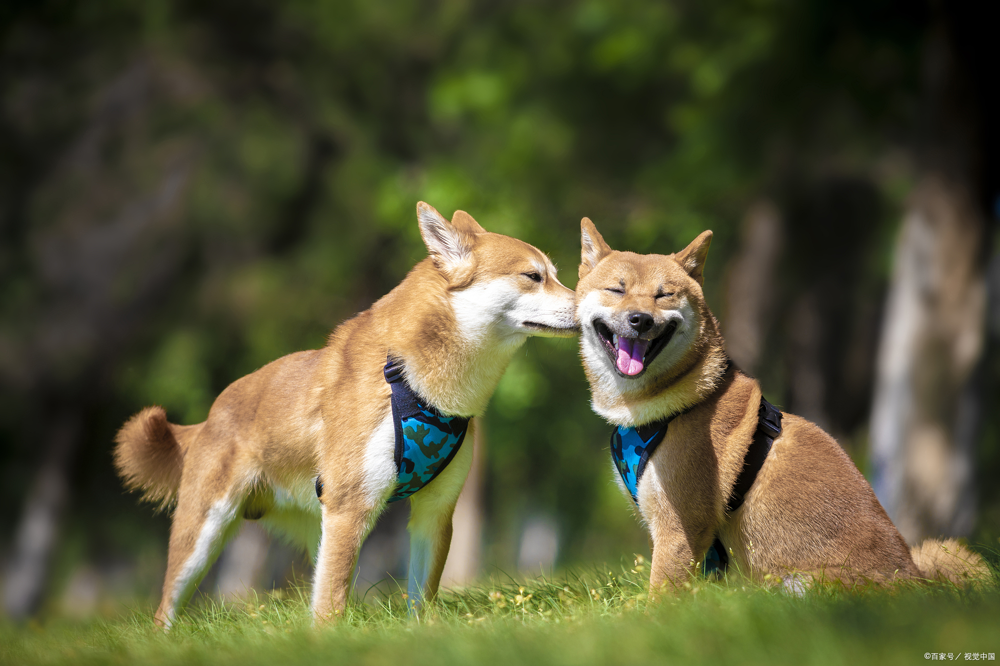 日本文化 柴犬为什么叫 柴 犬 江户日语