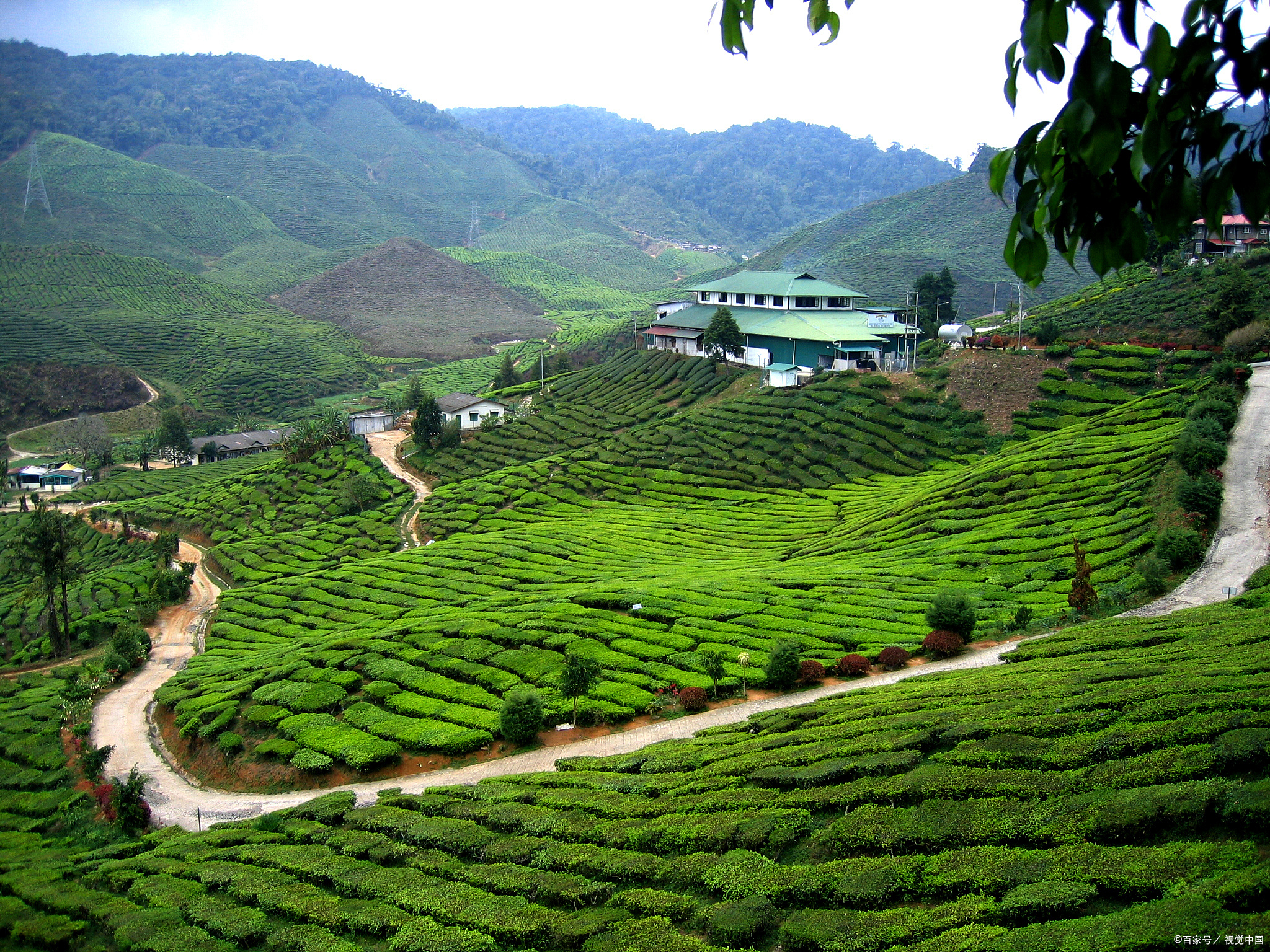 茶山风景区冬日探秘:美食与自然的交响乐章