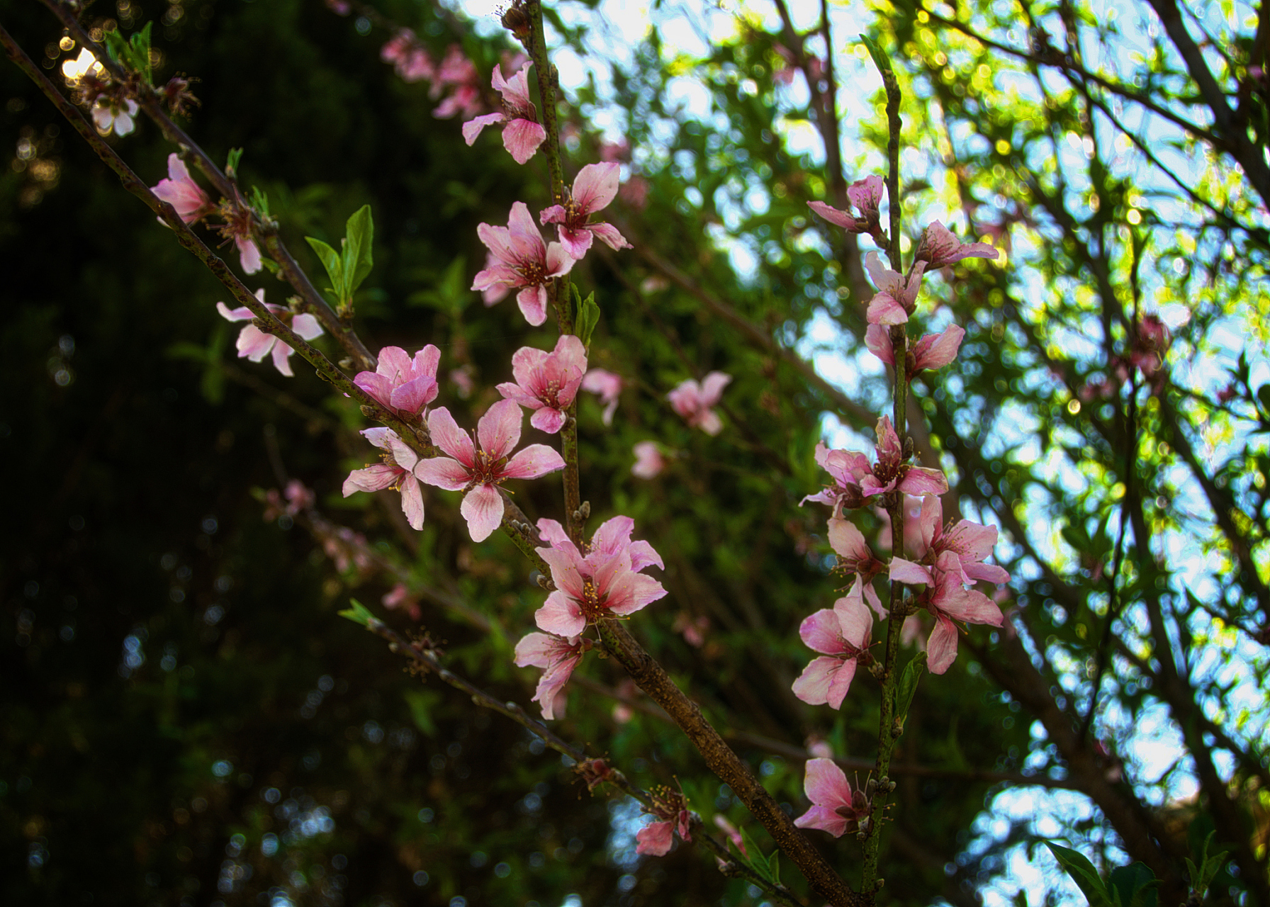 原創詩詞 七絕·茶庵有感 雨過苔石淨無塵,花綻幽林氣自春.