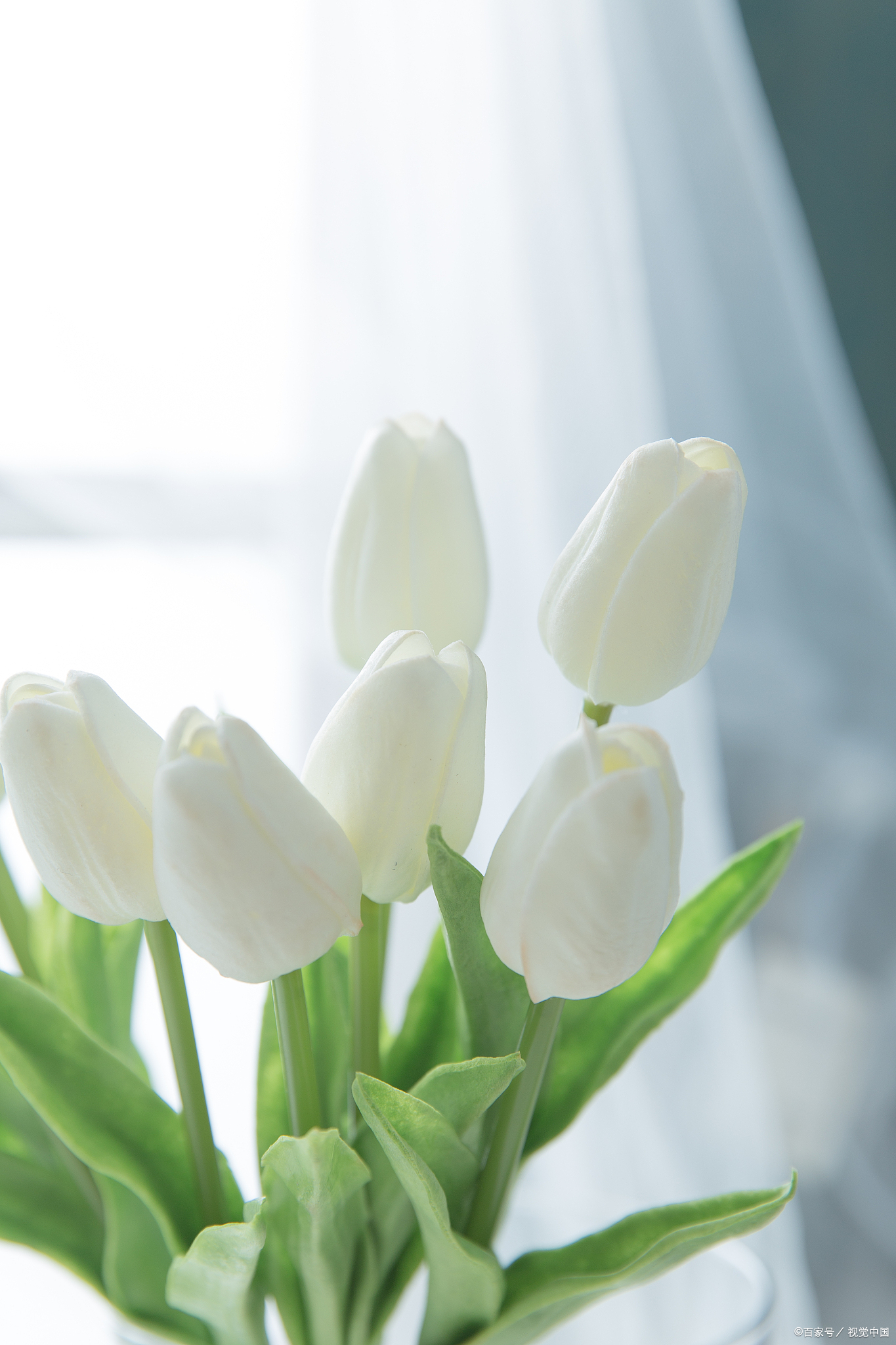 白色郁金香的花语