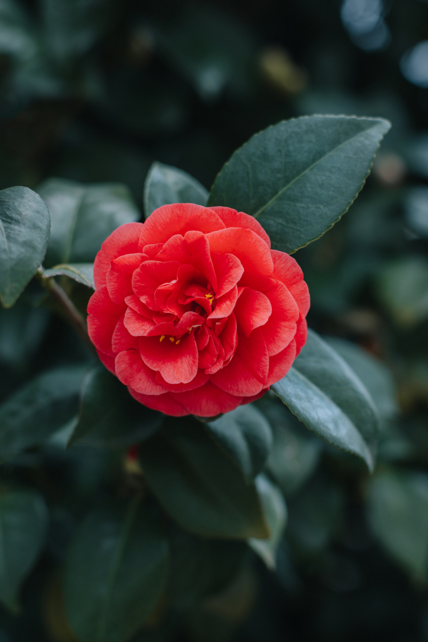 茶花是什么样子的图片图片