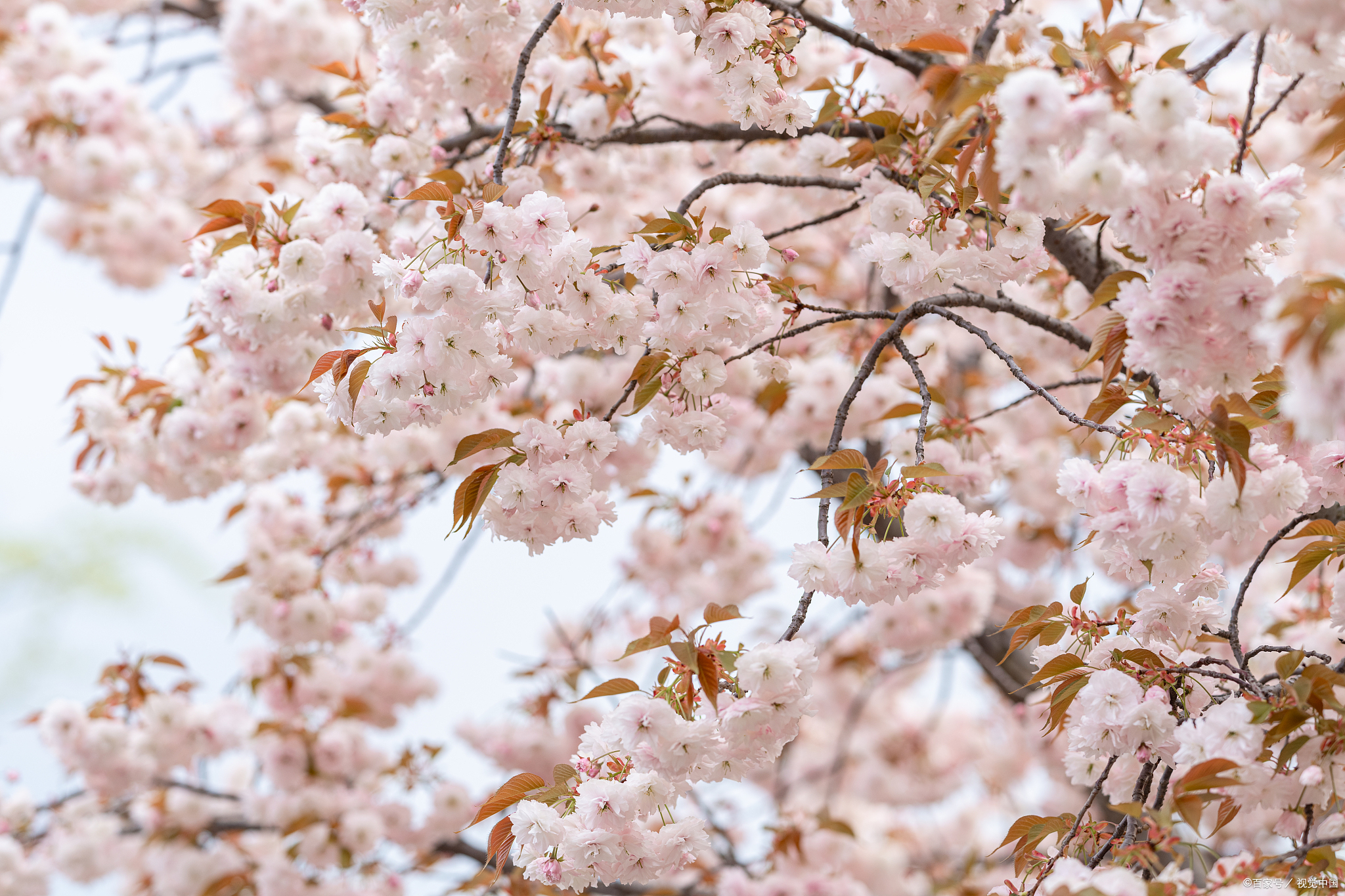 樱花在几月盛开?樱花开到几月份?