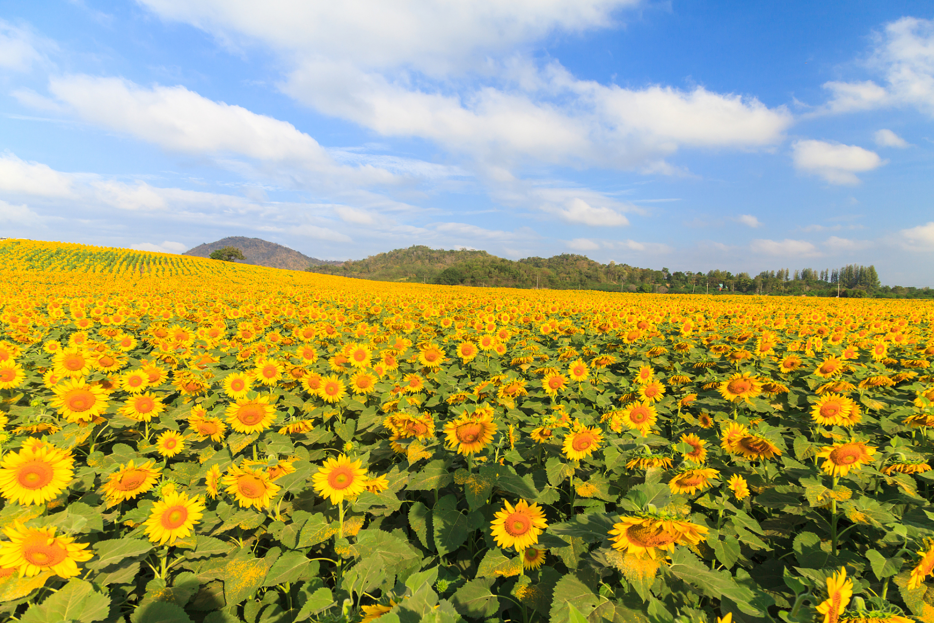 夏日花海——追逐太阳的幸福之花  夏日的早晨,当第一缕阳光洒在大地
