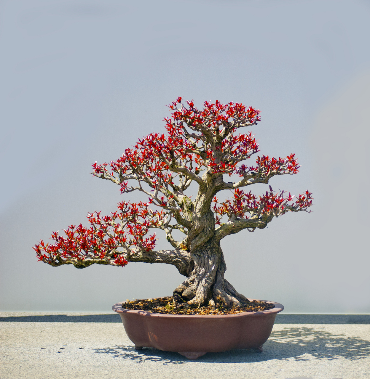 养了好几年的火棘矮霸91,现在已经成为了我家的一大亮点!