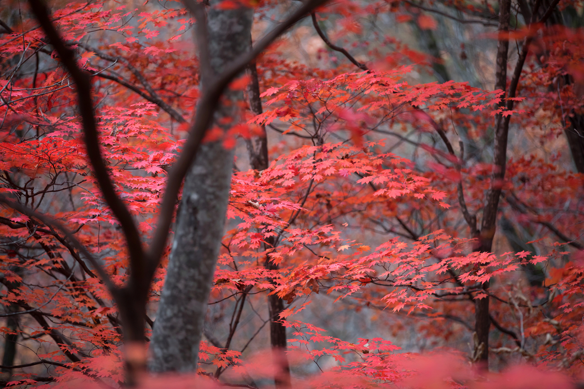 香山红叶 摄影图片