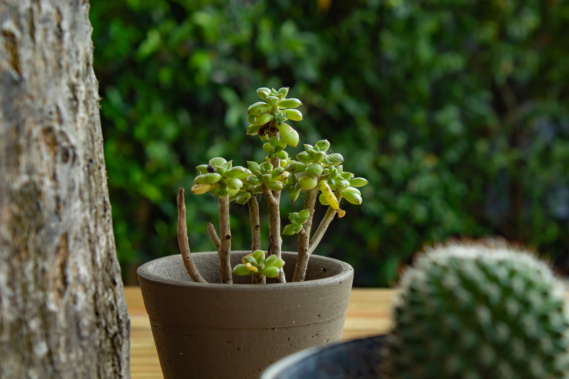 胧月多肉是一种美丽的多肉植物,如果想要养护得更好看,需要注意以下四