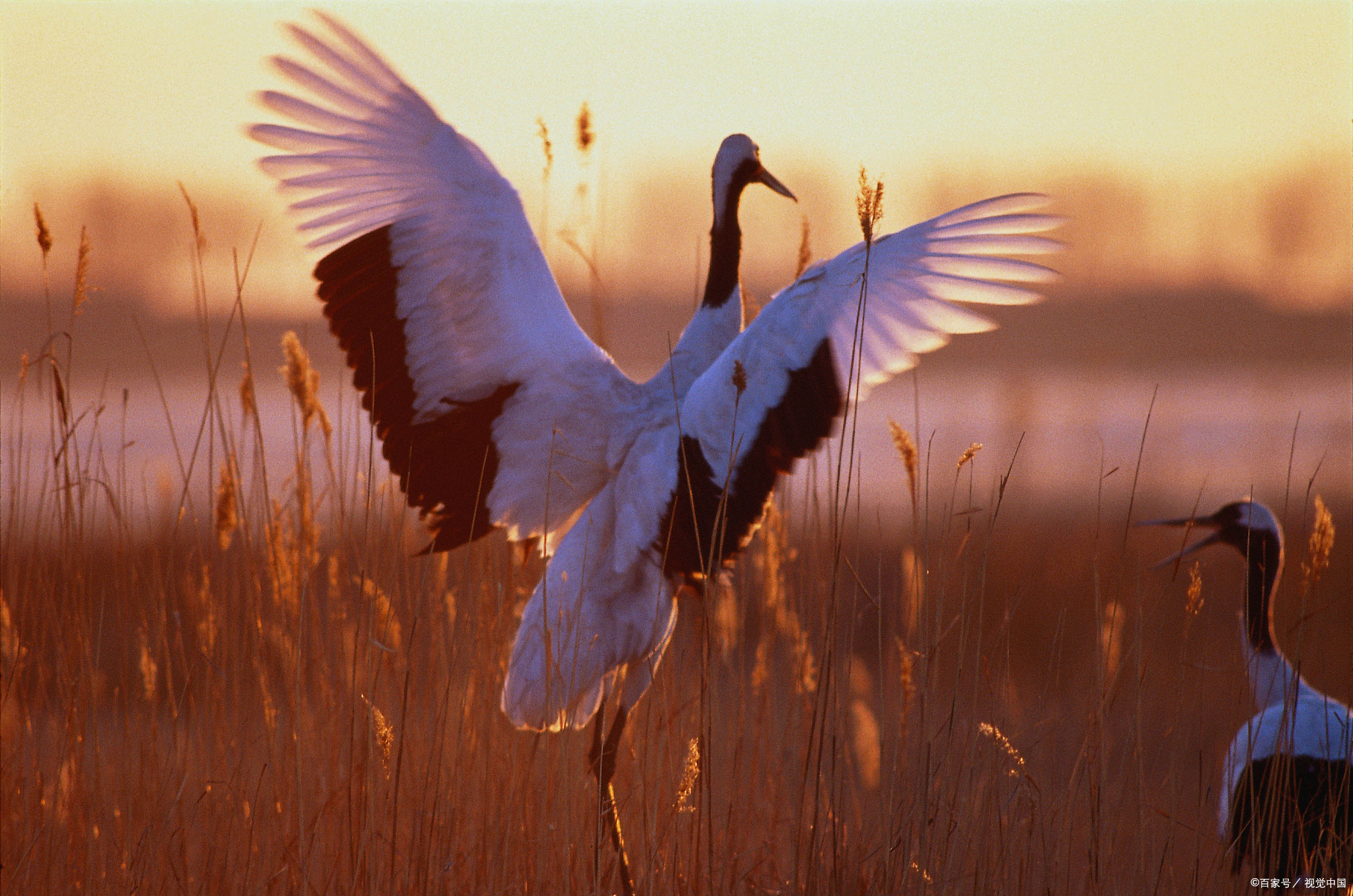 中华第一笛——贾湖骨笛:改写中国音乐史,现9000年前乐声(一)