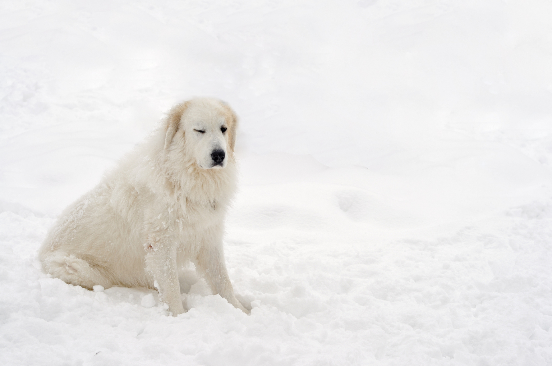 雪獒王图片