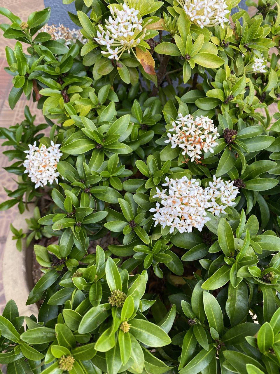 香水米兰花的注意事项  避免过度施肥:虽然香水米兰花需要充足的养分