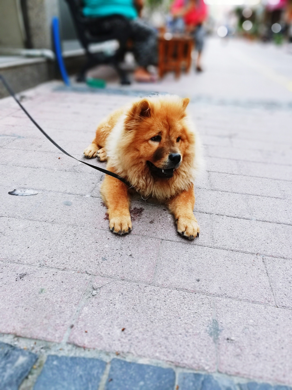 上海小狗6天走丢三次在浙江找回  上海王女士的爱犬小白6天内三度走失