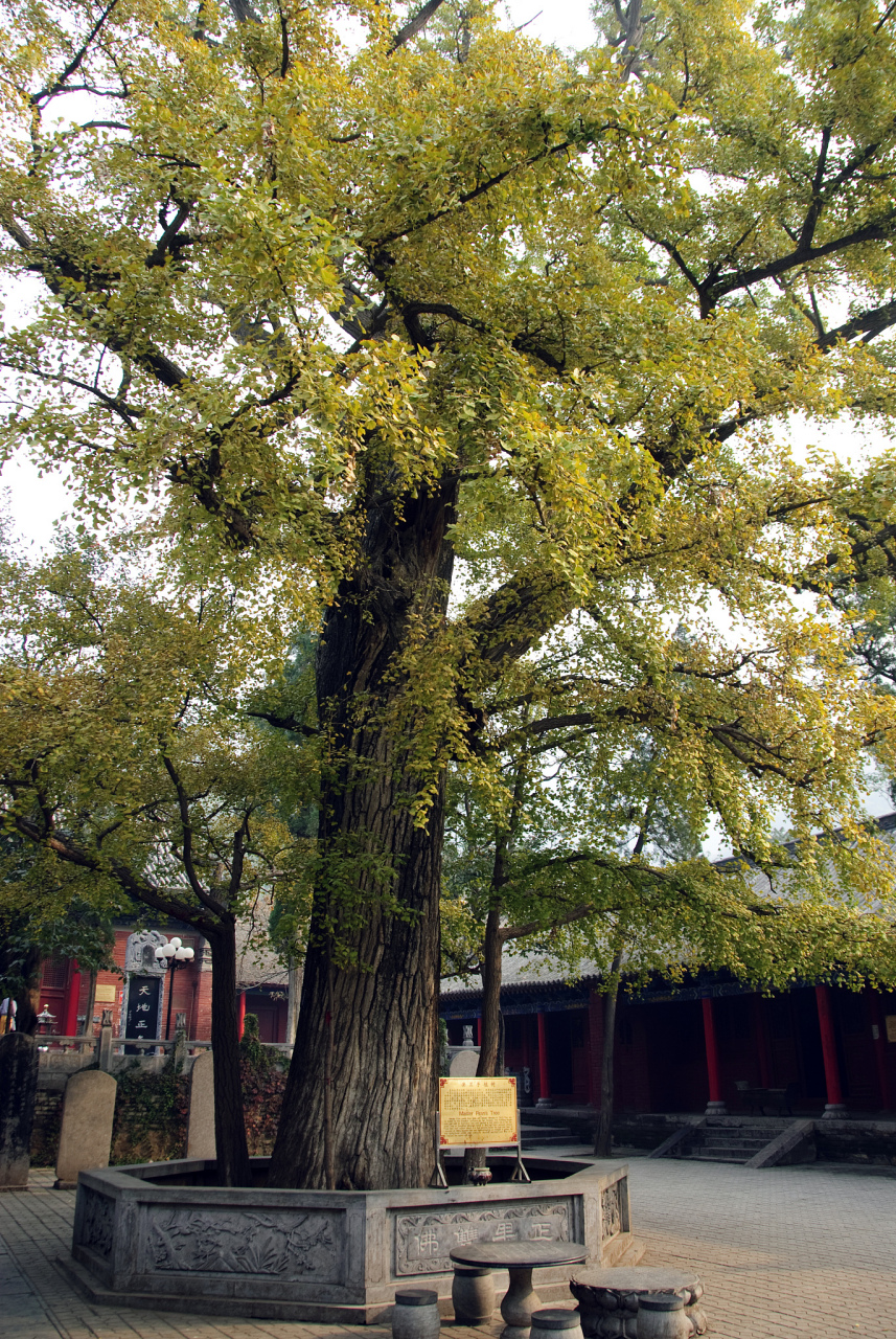 嘉兴能仁寺千年银杏树图片